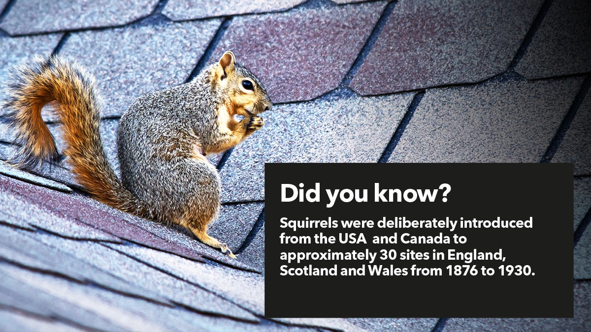 Squirrels in the UK are invasive species Squirrels in the UK are invasive species